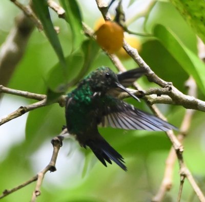 Steely-vented Hummingbird