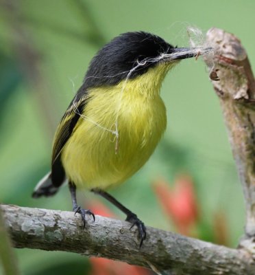 Common Tody-Flycatcher with nesting material