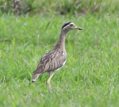 Double-striped Thick-Knee