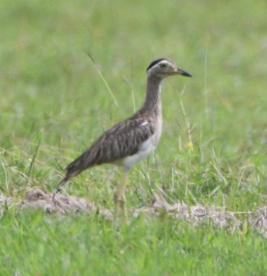 Double-striped Thick-Knee