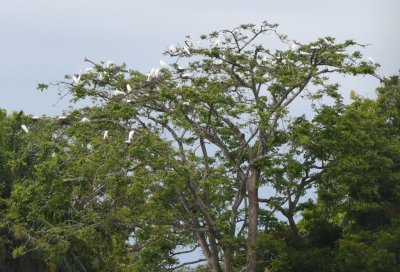 A roost of egrets along the highway