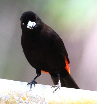 Male Cherrie's Tanager