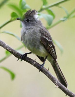 Yellow-bellied Elaenia