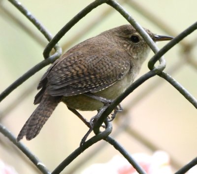 House Wren on the chain link fence at Soda La Vuelta