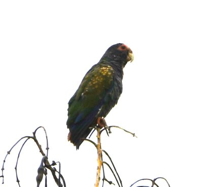 White-crowned Parrot in a tree outside the San Isidro water treatment facility