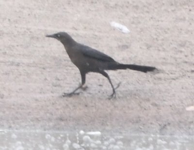 Female Great-tailed Grackle on the far edge of the water treatment lagoon at San Isidro, CR