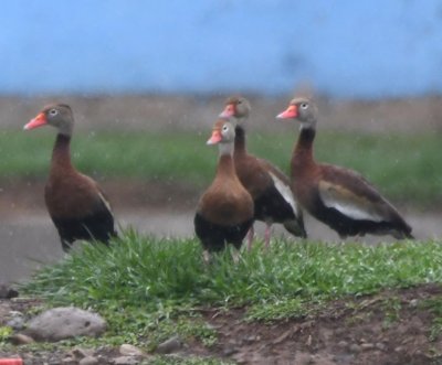 Black-bellied Whistling Ducks at San Isidro, Costa Rica, water treatment facility in the drizzle