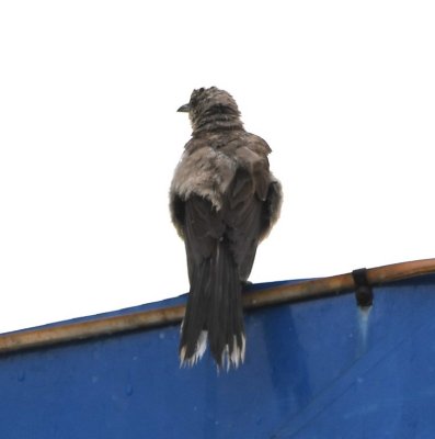 We stopped at a gas station in San Isidro and saw this wet Tropical Mockingbird on a sign in the lot.