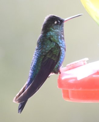 Fiery-throated Hummingbird at one of the feeders out the window at La Georgina