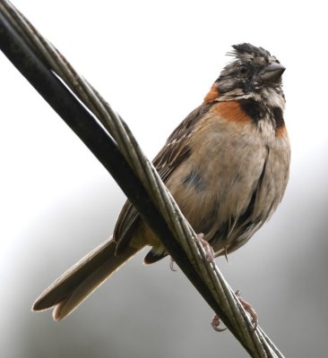 Rufous-collared Sparrow at La Georgina, CR