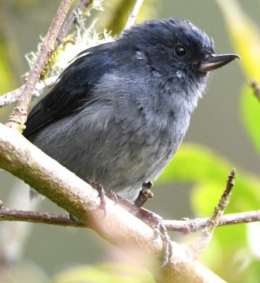 Slaty Flowerpiercer in the bushes on the grounds at La Georgina