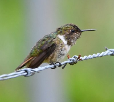 Volcano Hummingbird with greenish flanks resting on a wire of the border fence at La Georgina