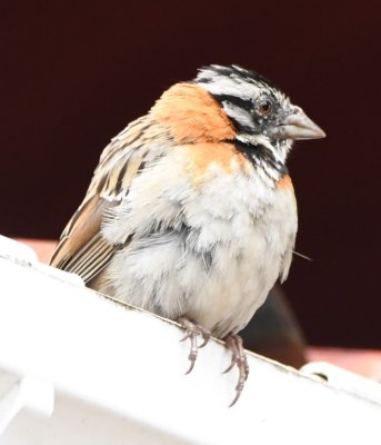 Rufous-collared Sparrow on the roof at La Georgina
