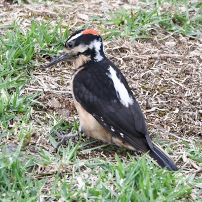 Western Hairy Woodpecker on the grounds at La Georgina