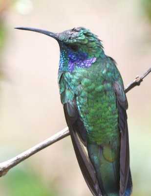 Lesser Violetear
formerly Green Violetear