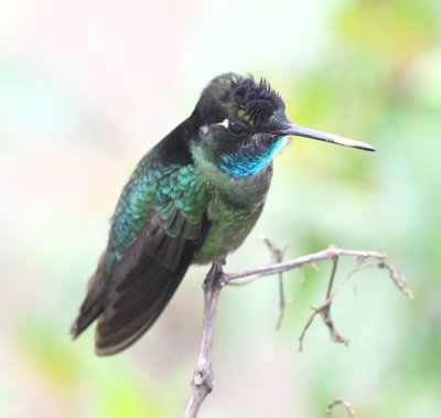 Talamancan Hummingbird