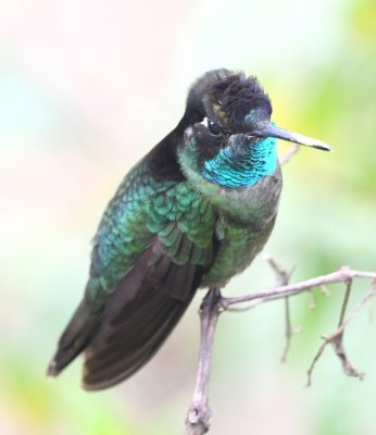 Talamancan Hummingbird