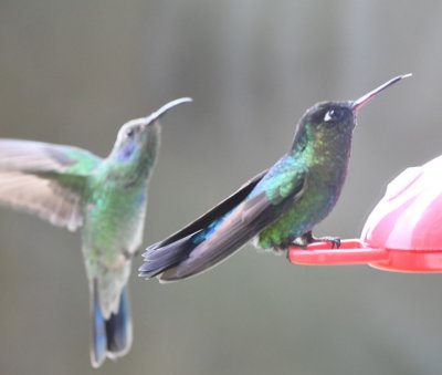 Lesser Violetear (background) and Fiery-throated Hummingbird