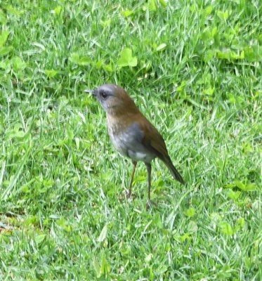 Black-billed Nightingale-Thrush