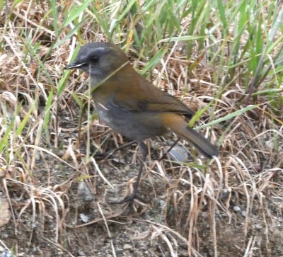 Black-billed Nightingale-Thrush