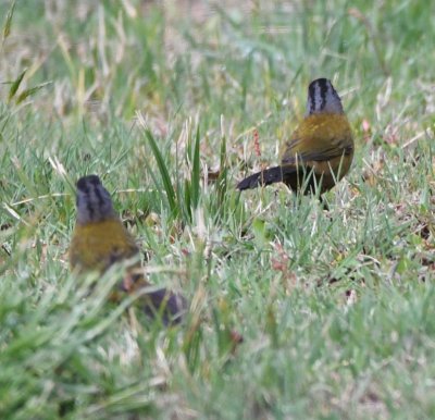 A pair of Large-footed Finches