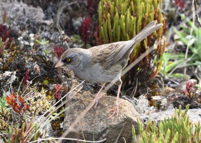 This youngish-looking Volcano Junco kept moving among the rocks and high-altitude plants toward us till it was almost too close to photograph.