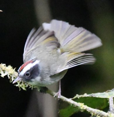 Black-cheeked Warbler gaining its balance by flaring its wings and tail