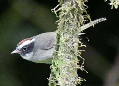 Black-cheeked Warbler