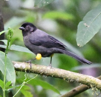 Yellow-thighed Finch showing how it got its name