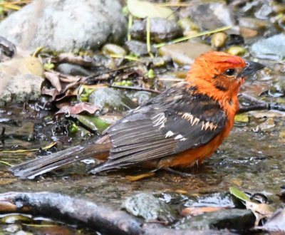 A few of us took a quick walk while accommodations were being settled and found this Flame-colored Tanager taking a bath in a small stream.