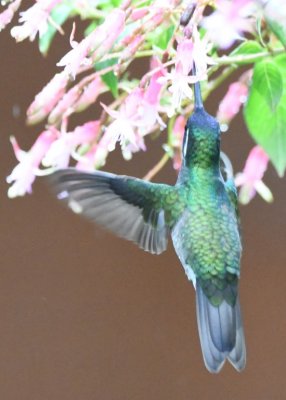 Male White-throated Mountain-Gem