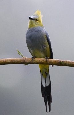 Male Long-tailed Silky-Flycatcher our first evening at San Gerardo de Dota, CR