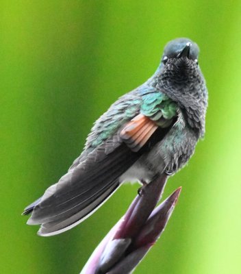 Male Stripe-tailed Hummingbird