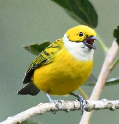 Silver-throated Tanager singing out