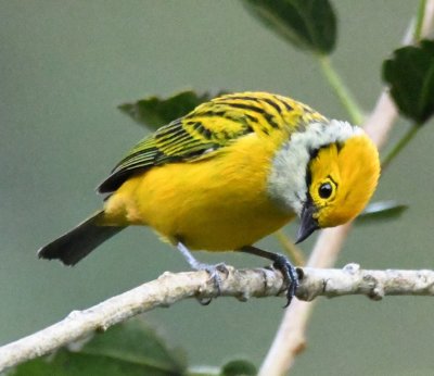 Silver-throated Tanager taking a bow for its performance