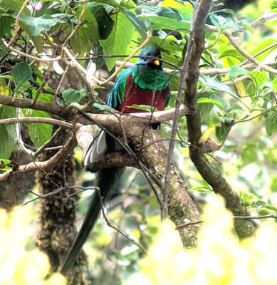 Resplendent Quetzal
digiscoped image