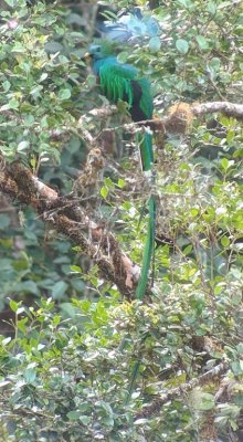 Resplendent Quetzal
digiscoped image