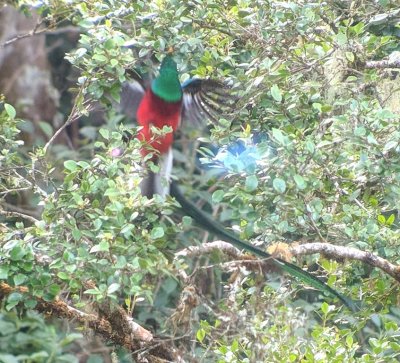 Male Resplendent Quetzal flies up to grab something to eat
digiscoped image