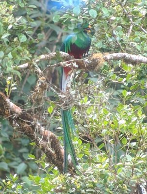 Resplendent Quetzal with fruit or nut in its bill
digiscoped image