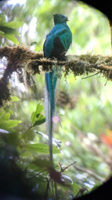 Resplendent Quetzal
digiscoped image