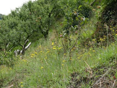 A small apple orchard and wildflowers