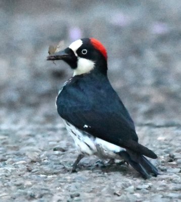 On the walk down to the bus for our early morning outing, this Acorn Woodpecker greeted us.
