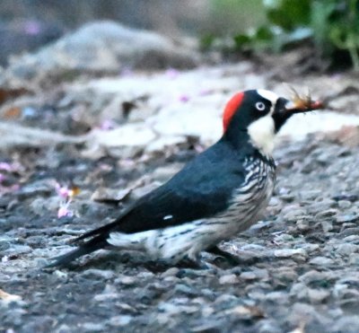 Acorn Woodpecker with an insect
Savegre Lodge, San Gerardo de Dota, Cartago Province, Costa Rica