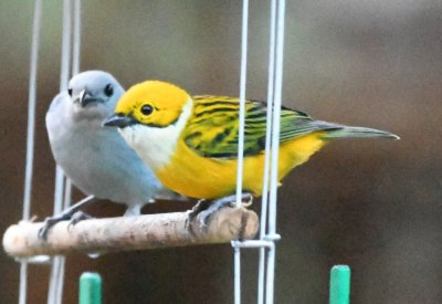 Blue-Gray Tanager and Silver-throated Tanager at a feeder at Savegre Lodge, CR