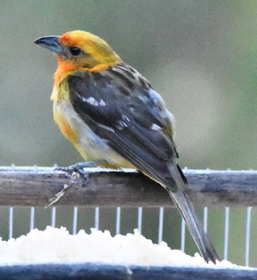 Flame-colored Tanager