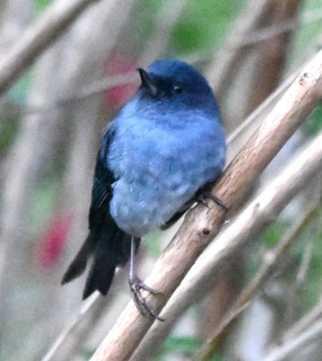 Slaty Flowerpiercer