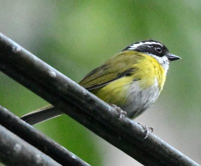 While we were looking, we saw several other species, including this Sooty-capped Chlorospingus (formerly Bush-Tanager).