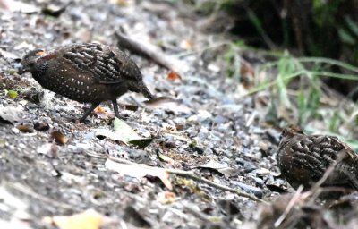 Spotted Wood-Quail along the road above Savegre Lodge, CR