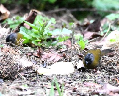 Large-footed Finches