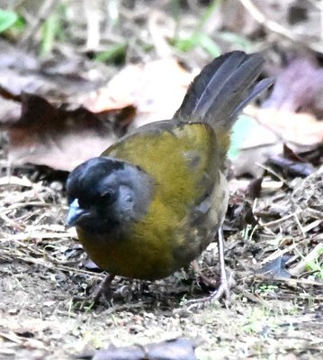 Large-footed Finch